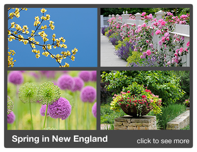 jsbanner_spring